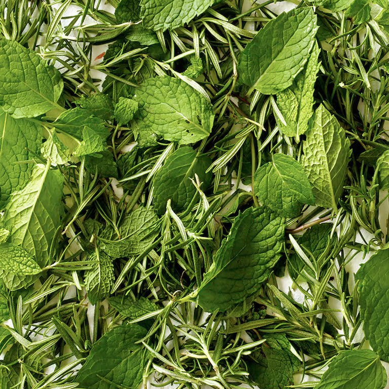 AVEDA rosemary mint- Conditioner
